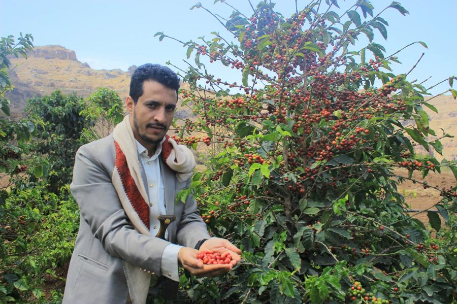 Ein jemenitischer Kaffeebauer in grauer Jacke hält eine Handvoll reifer roter Kaffeekirschen vor einem voll behangenen Kaffeebaum, dahinter Berge