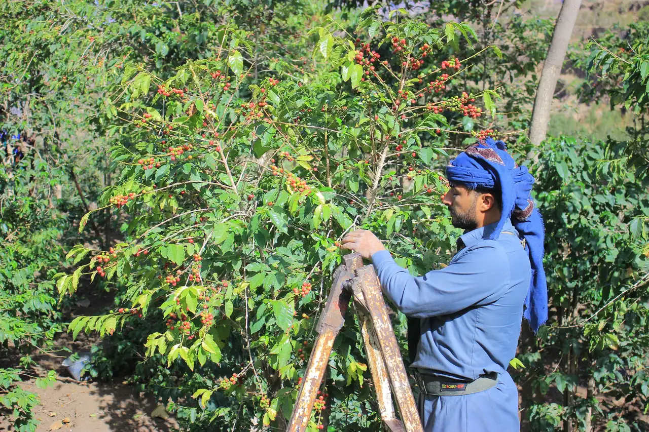 A Yemeni coffee picker in a blue turban picking ripe red cherries from a coffee tree