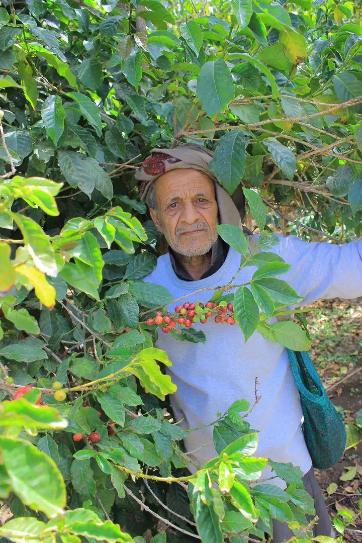 An older Yemeni coffee farmer looking out from between coffee trees, ripe red cherries on the branch in front of him